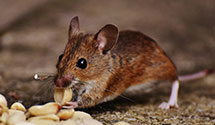 exotic-pet-enclosure-pest-control Experts in Round O